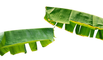 Tropical banana leaf isolated on white background