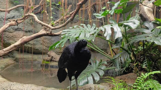 a black curassow standing and cleaning its feather