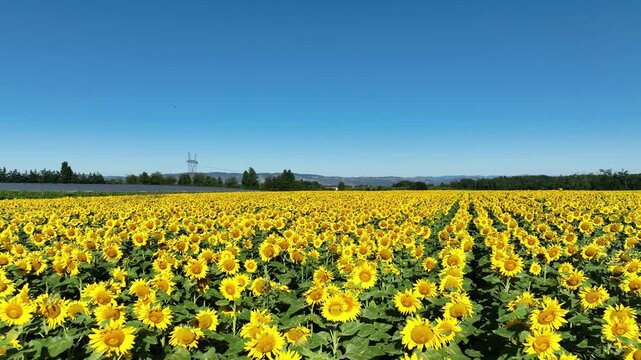 Vue en drone d'un champ de tournesol 