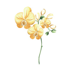 Yellow orchid flowers on branch with leaves and buds watercolor illustration isolated. Tropical blooming plant for design of spring jungle. Hand drawn phalaenopsis twig in realistic botanical style.