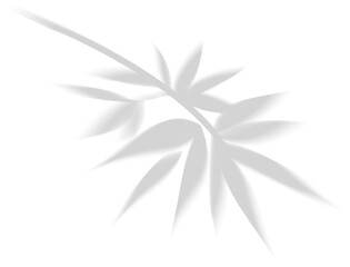 Aesthetic Bamboo Leaves Shadow
