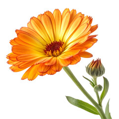 Calendula flower isolated on white background. Marigold flower.