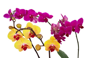 Storczyki. Orchidea.