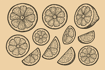 Hand drawn citrus slices on beige background for vintage design and decorative art