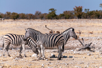 A group of Burchell's Plains zebra -Equus quagga burchelli- gathering near a waterhole on the plains of Etosha National Park, Namibia.
