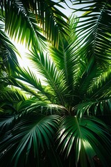 Fototapeta premium Lush Green Palm Tree Fronds in Sunlight