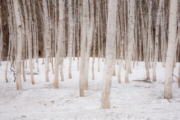 white birch forest