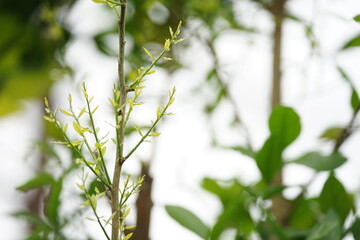 a wild Pak Wan (Melientha suavis) tree sprouting young shoots. The brown stems are lined with tender light green leaves