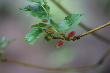 Reddish-purple mulberries begin to ripen on the branch, while the fresh green leaves reveal the abundance of nature in the blossoming season
