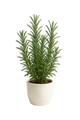 Realistic potted rosemary herb plant with needle-like green leaves isolated on transparent background, perfect for culinary, botanical, and decor design use