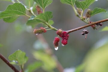 Reddish-purple mulberries begin to ripen on the branch, while the fresh green leaves reveal the...