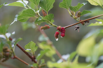 Reddish-purple mulberries begin to ripen on the branch, while the fresh green leaves reveal the abundance of nature in the blossoming season