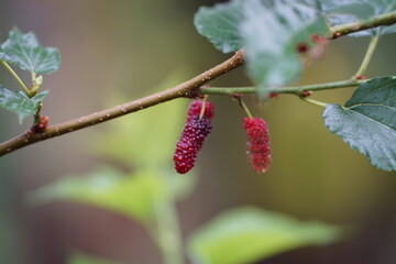 Reddish-purple mulberries begin to ripen on the branch, while the fresh green leaves reveal the abundance of nature in the blossoming season