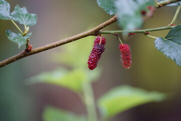 Reddish-purple mulberries begin to ripen on the branch, while the fresh green leaves reveal the abundance of nature in the blossoming season