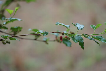 Reddish-purple mulberries begin to ripen on the branch, while the fresh green leaves reveal the...
