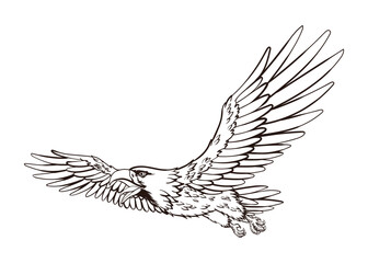 American eagle, national symbol in coloring style. American proud eagle on white background. Vector design illustration