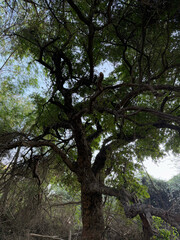 Beautiful tree branch in forest. Beautiful tree with clear sky near sea side