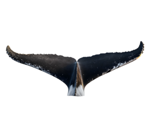 tail of a humpback whale isolated against a white background