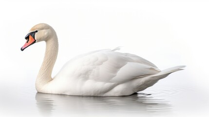 Obraz premium elegance animals white background