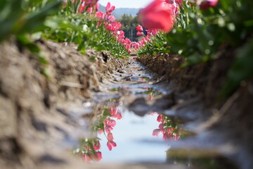 チューリップ畑に咲く色鮮やかなチューリップの花