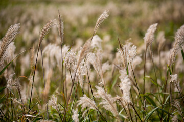 Momoiwa Trail, Rebun Island, Hokkaido, Japan