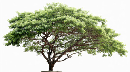 tree isolate white background