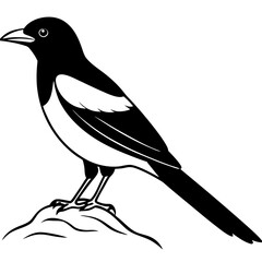 black crow on a branch