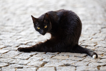 Black cat sitting on cobblestone street