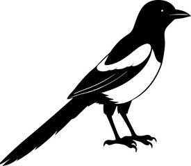 black crow on white background