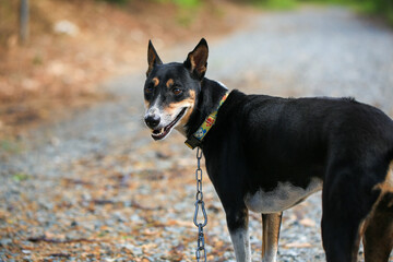 Native dog is walking on countryside road in Thailand.