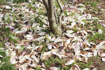 Fallen magnolia petals on the ground. Fallen dry magnolia petals, Magnolia petals carpet, scattered across the ground. Faded flowers. Nature life circle