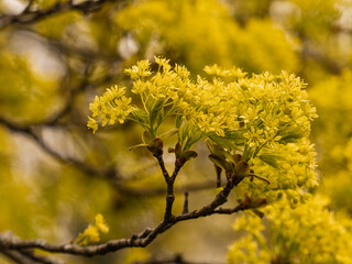 Nahaufnahme kleiner Zweige des Spitzahorns (Acer platanoides) mit gelben Blüten.