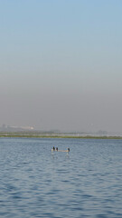 Obraz premium Lake and blue sunny sky. Bird standing on river or lake.