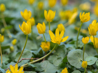 Nahaufnahme einer Gruppe gelb blühender Pflanzen des Scharbockskrauts (Ranunculus ficaria).