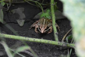 Frog Living in the Garden 