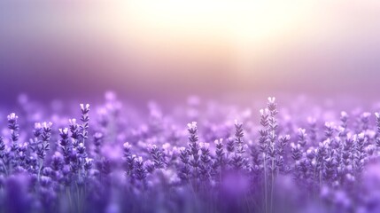 Fototapeta premium A wide-angle view showcases a lavender field with a purple gradient background and soft bokeh effects, creating a serene atmosphere perfect for various uses