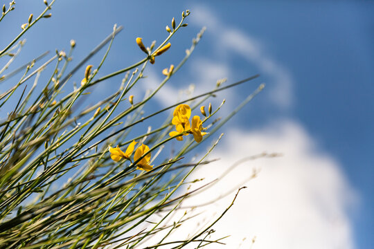 Fleurs jaunes d'une branche de gen&ecirc;t au soleil sur fond de ciel bleu