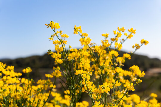 Branches de fleurs sauvages de couleur jaune soleil sur fond de colline et de ciel bleu, petit arbuste de gen&ecirc;ts lumineux