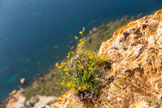 Fleurs sauvages sur une falaise, vue plongeante avec la mer en arri&egrave;re plan, petit arbuste de gen&ecirc;t