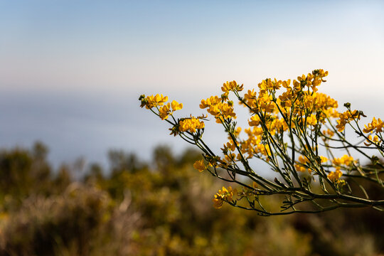 Branche d'arbuste sauvage en fleurs jaune dor&eacute; sur fond de  mer et de ciel bleu, gen&ecirc;t en floraison