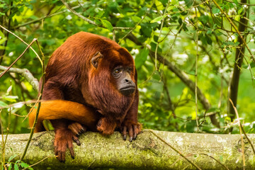 Red howler on a branch