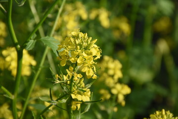 Bright Wild Mustard Flower Blooming in the Field