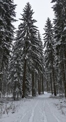 Obraz premium Snowy Path Through a Winter Forest