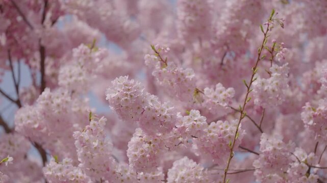 Cherry blossoms in bloom on a sunny day during the spring time in Canada