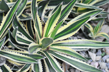 Obraz premium McKelveys century plant or Agave mckelveyana , Agave or Agavoideae or Asparagaceae or succulent
