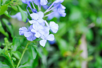 Cape leadwort, PLUMBAGINACEAE or Plumbago auriculata Lam