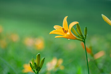 Obraz premium 霧ヶ峰高原のニッコウキスゲの群落1