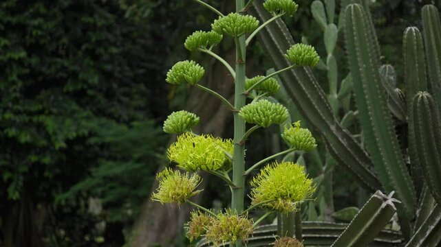 Goldenflower century plant blooming tall beside cactus in lush green nature setting