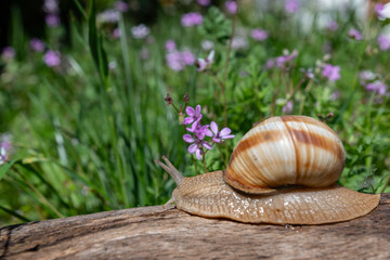 Snail on a log against a background of purple wildflowers.