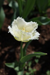 white fringed tulip detailed macro